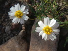 photo thumbnail #15