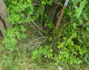 photo thumbnail #13