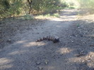 photo thumbnail #15