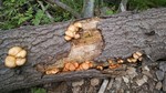 photo thumbnail #7