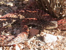 photo thumbnail #3