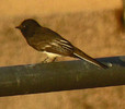 photo thumbnail #5