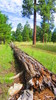 photo thumbnail #12