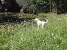 photo thumbnail #7