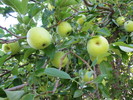 photo thumbnail #4