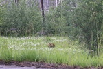 photo thumbnail #12