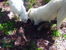 photo thumbnail #6