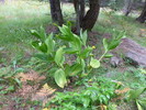 photo thumbnail #5