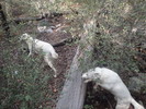 photo thumbnail #7