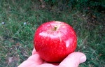 photo thumbnail #5