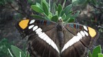 photo thumbnail #12