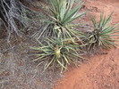 photo thumbnail #7