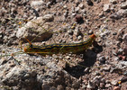 photo thumbnail #5