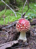 photo thumbnail #2
