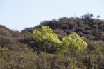 photo thumbnail #9