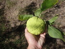 photo thumbnail #13