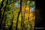 photo thumbnail #8