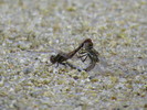 photo thumbnail #14