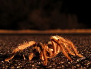 photo thumbnail #15