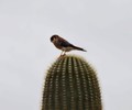 photo thumbnail #13