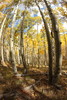 photo thumbnail #15