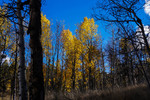 photo thumbnail #12