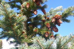 photo thumbnail #8
