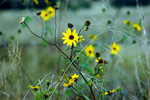 photo thumbnail #12