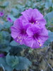 photo thumbnail #10