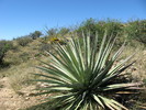 photo thumbnail #3