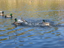 photo thumbnail #15
