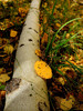 photo thumbnail #11