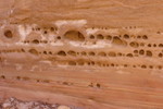photo thumbnail #9