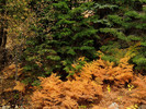 photo thumbnail #15