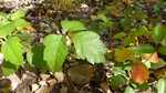 photo thumbnail #11