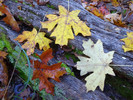 photo thumbnail #4