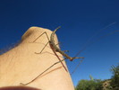 photo thumbnail #13