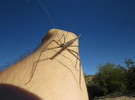 photo thumbnail #11