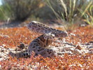 photo thumbnail #5