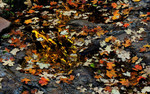 photo thumbnail #10