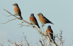 photo thumbnail #5