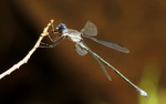 photo thumbnail #7