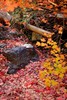 photo thumbnail #14