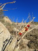 photo thumbnail #4
