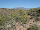 photo thumbnail #5