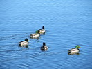 photo thumbnail #7