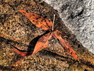 photo thumbnail #8