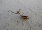 photo thumbnail #2