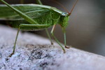 photo thumbnail #11