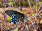 photo thumbnail #15